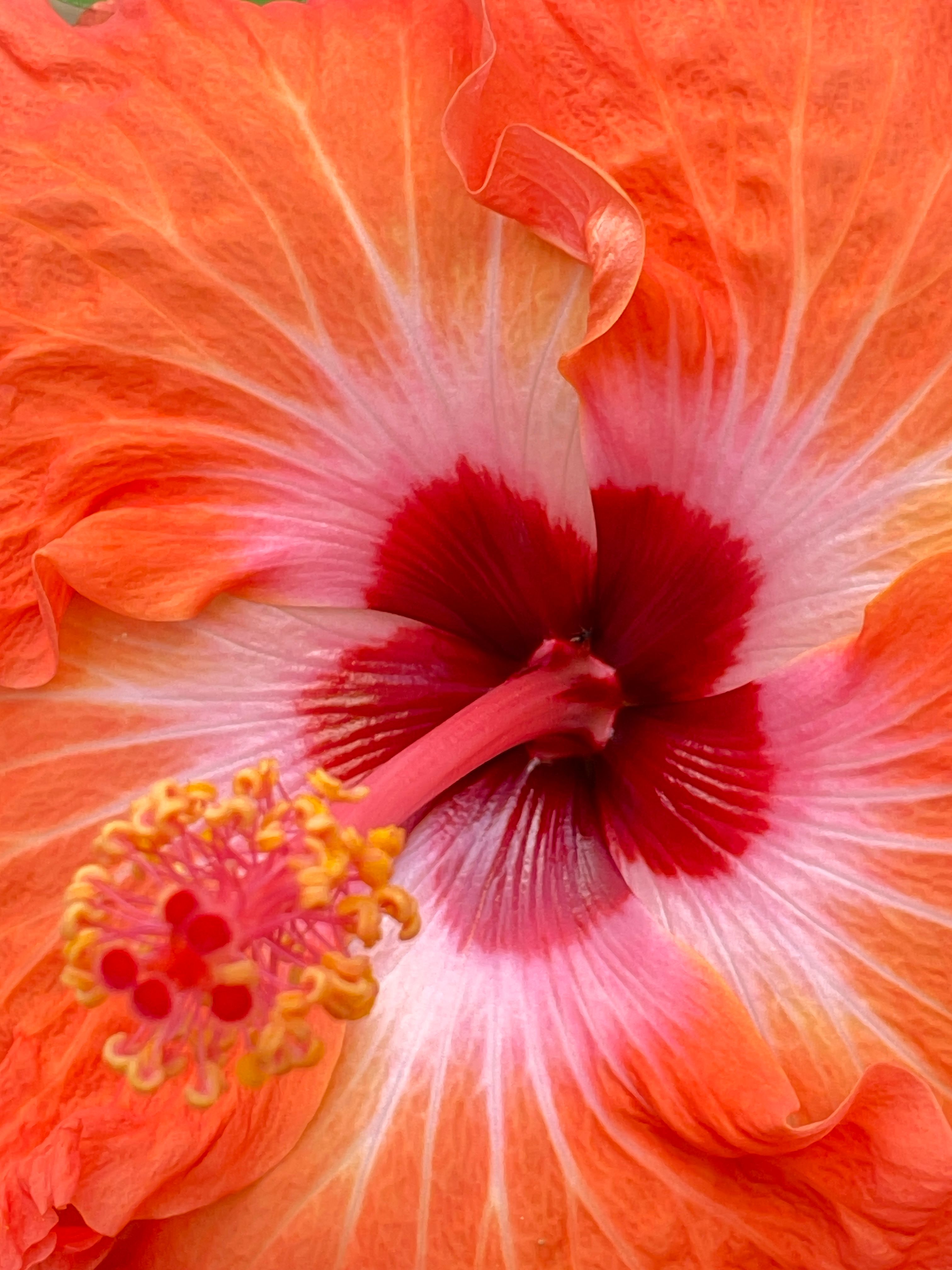 Close-up of a Bright Red Hibiscus · Free Stock Photo