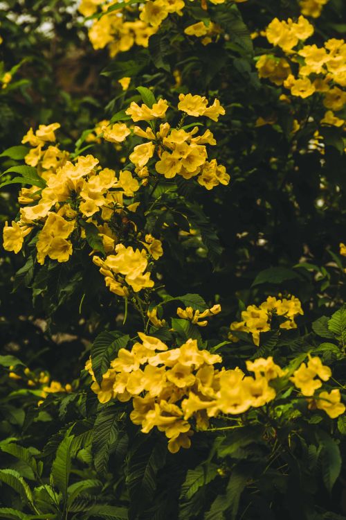 Free Beautiful yellow flowers bloom vibrantly in Ho Chi Minh City's lush summer garden. Stock Photo