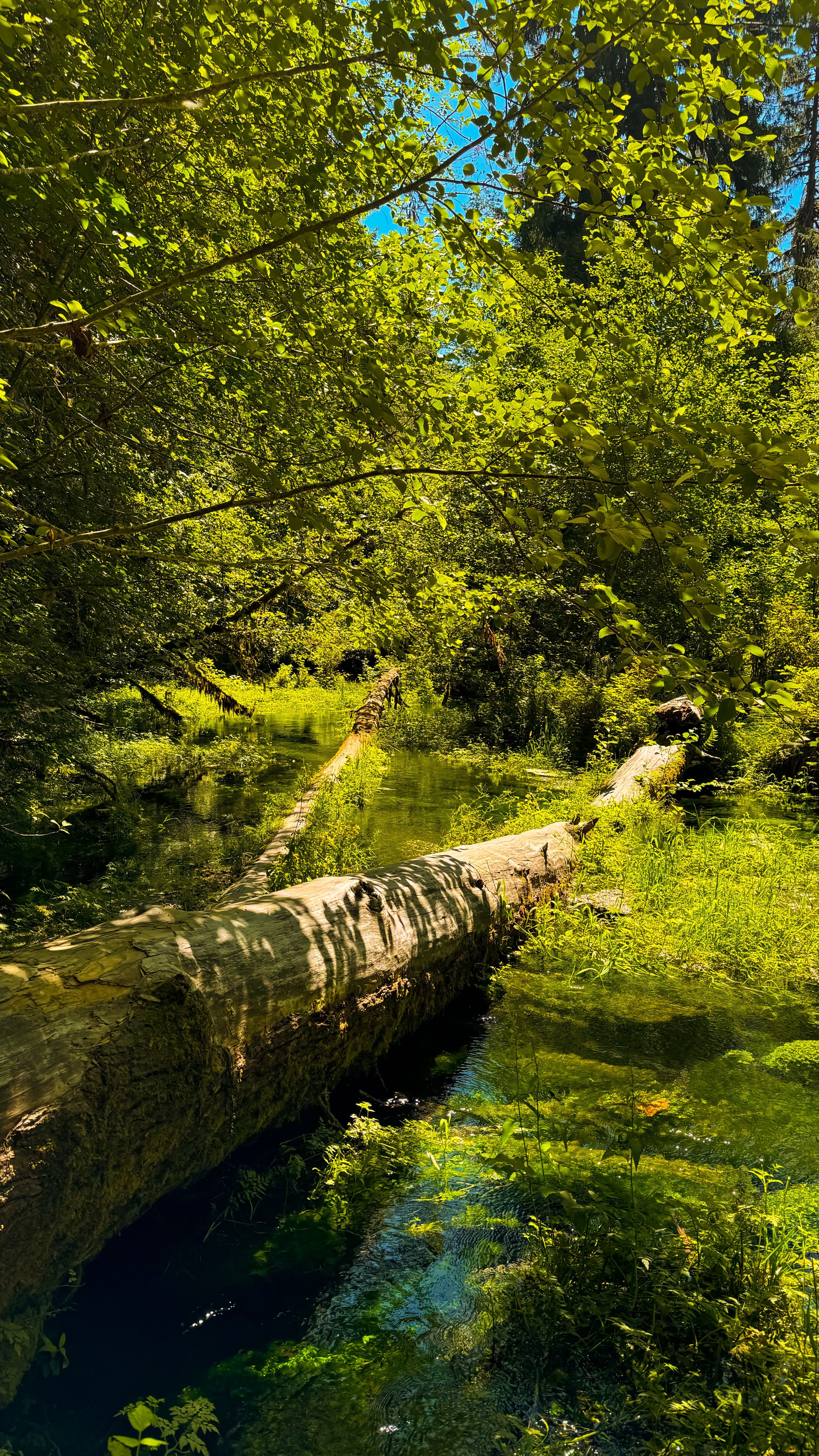 Serene stream flowing through a lush forest, perfect for nature and travel themes.