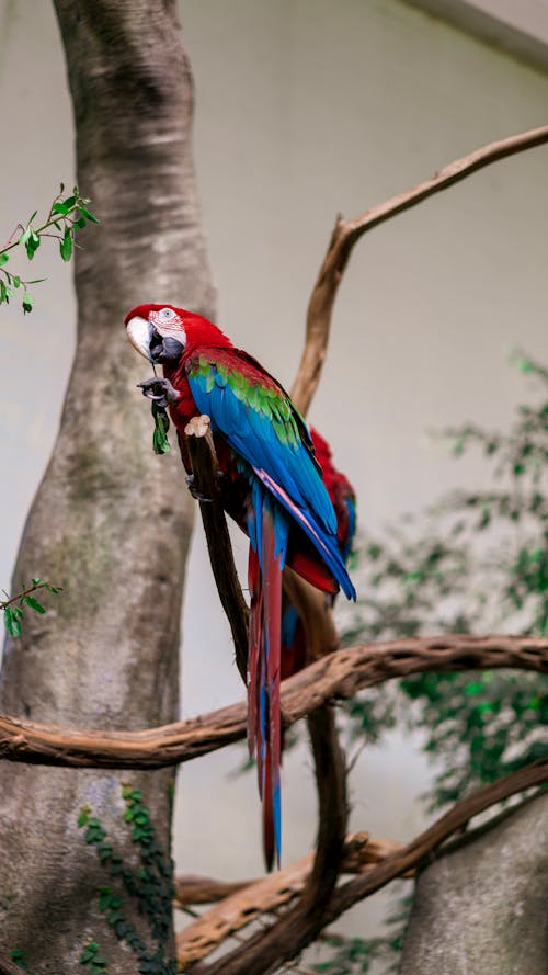 Parrot on A Tree Branch