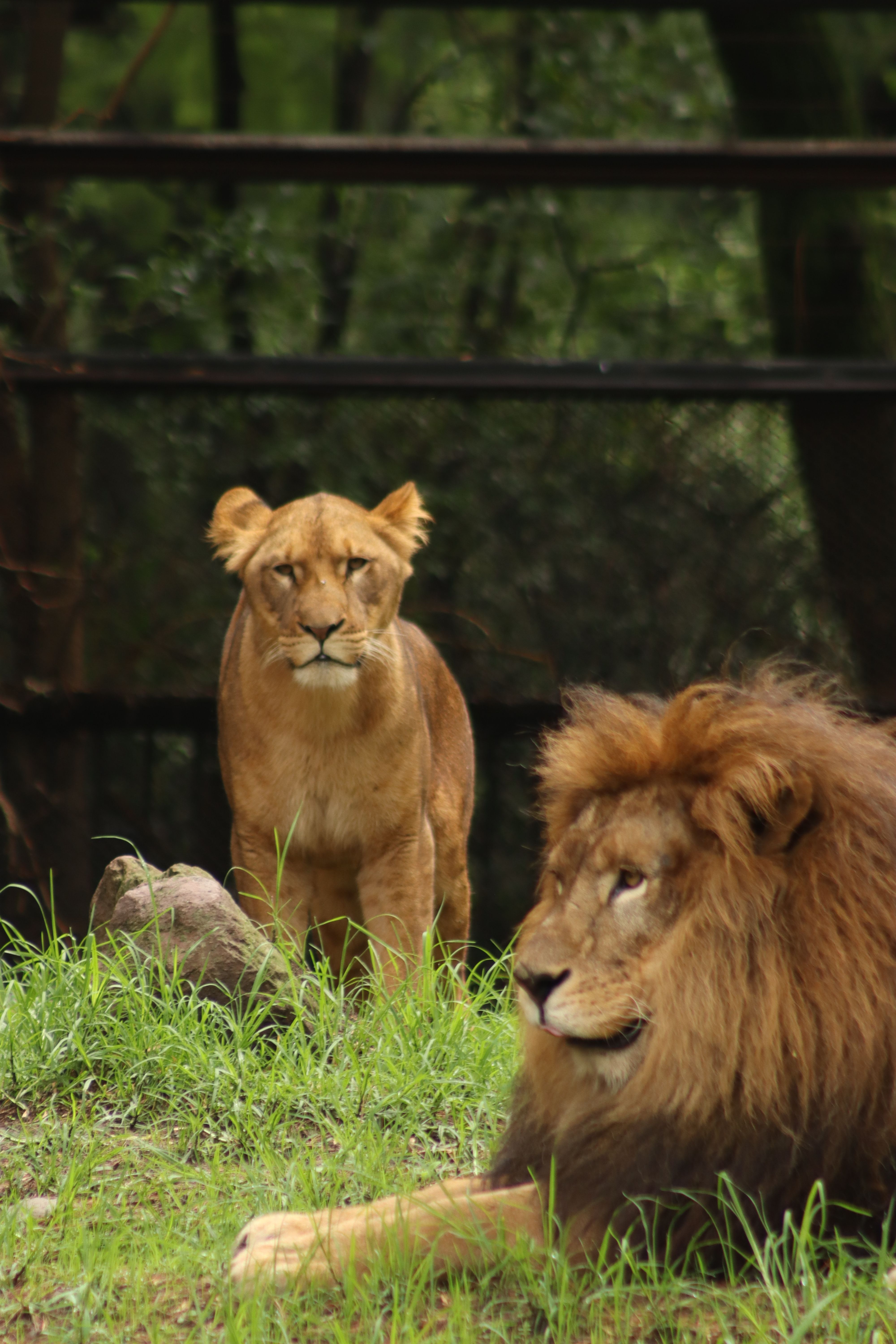 Two lions are sitting in the grass next to each other · Free Stock Photo