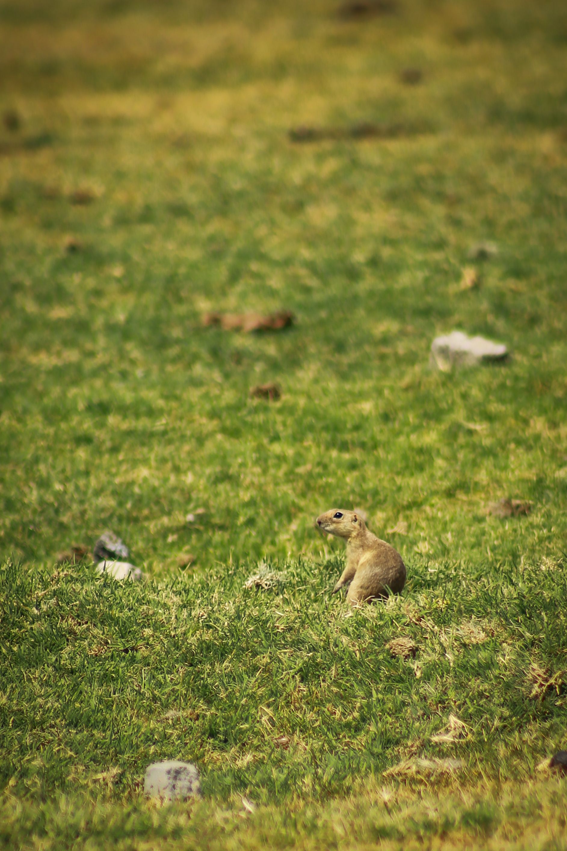 Field Animal Photos, Download The BEST Free Field Animal Stock Photos ...