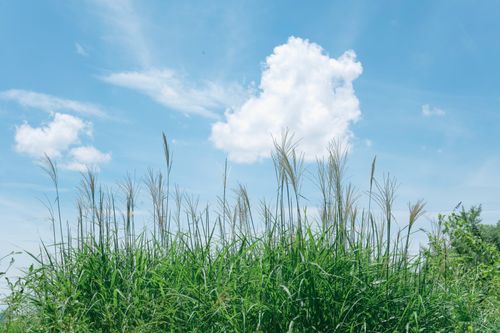 Free Lush green grass against a bright blue sky with fluffy clouds, depicting a sunny countryside setting. Stock Photo