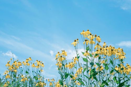 Free Yellow goldenrod flowers bloom under a vivid blue summer sky, capturing a vibrant countryside scene. Stock Photo