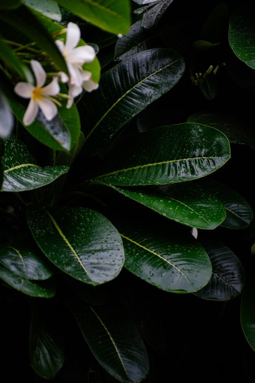 Free Close-up of frangipani flowers and glossy leaves with water droplets, evoking a tropical summer feel. Stock Photo