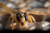 特写镜头展示了马蜂窝头复杂的细节和纹理