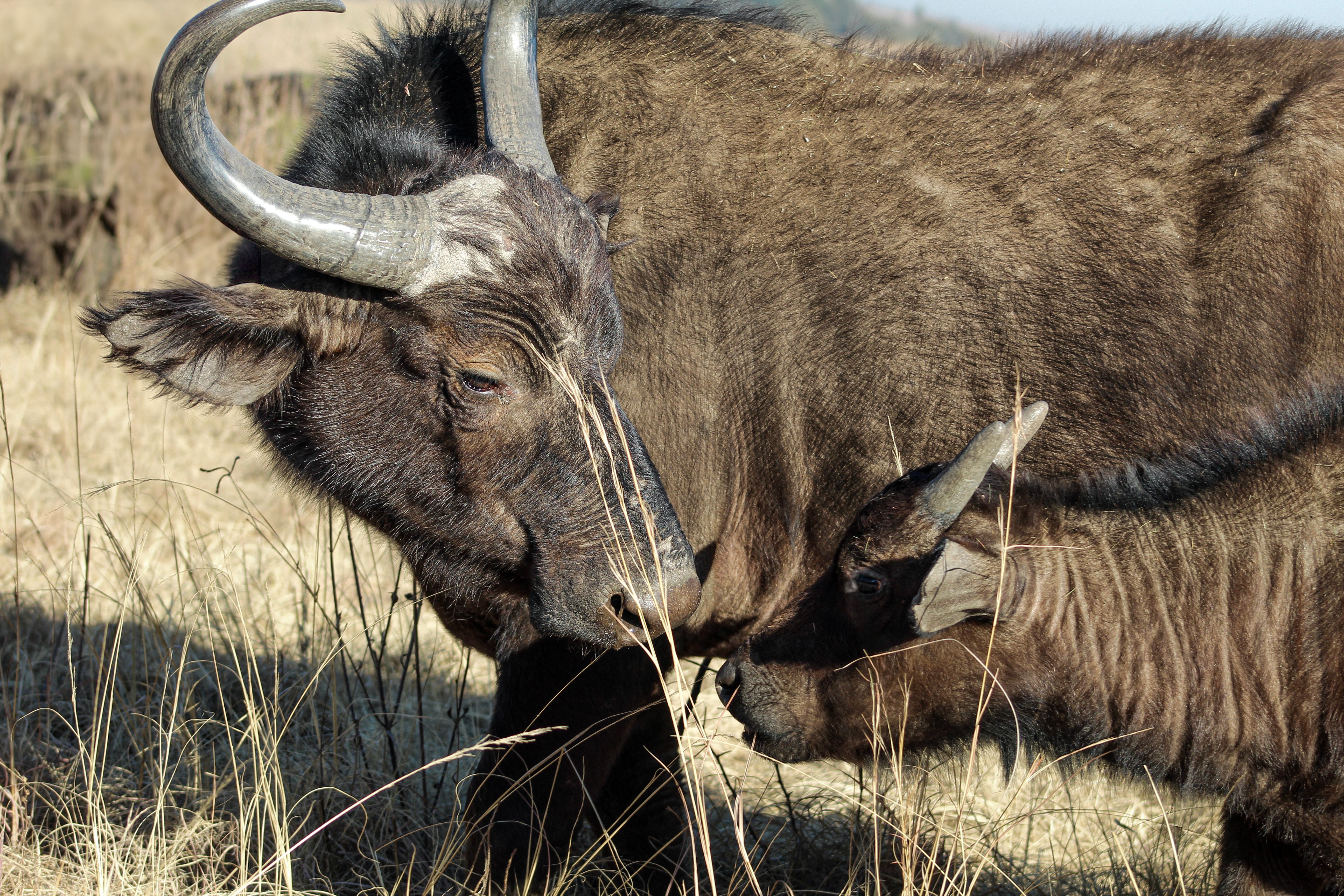 Cape buffalo and calf grazing in the wild savanna under sunlight.