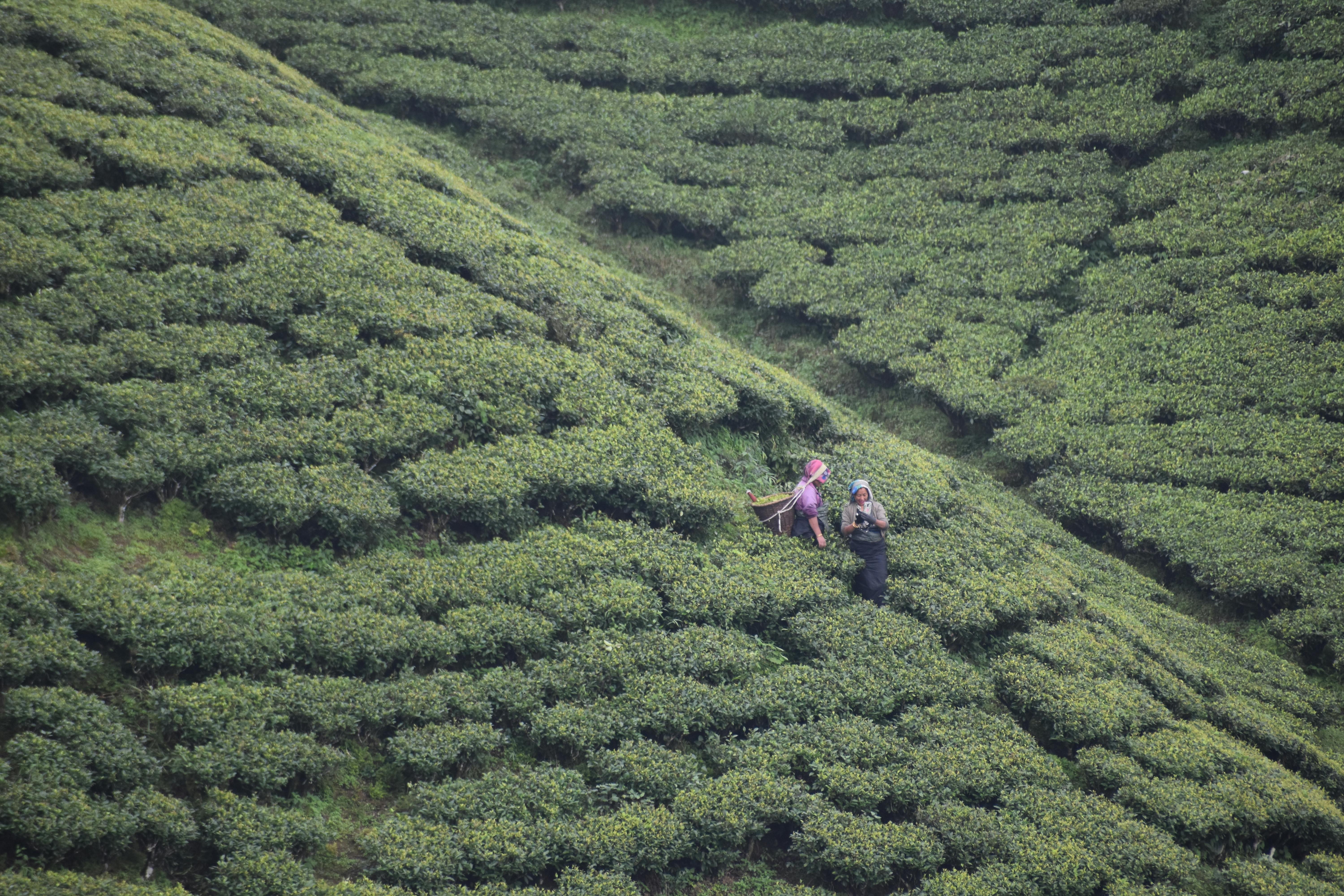 two people are walking through the green tea bushes