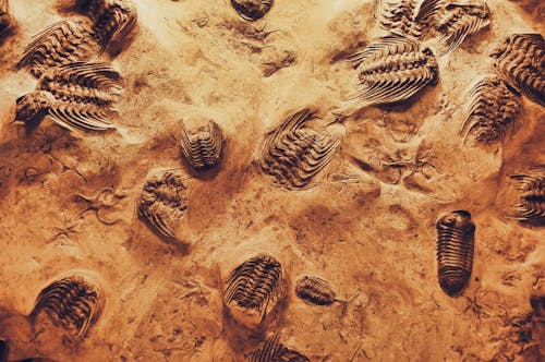 close-up photo of fossils