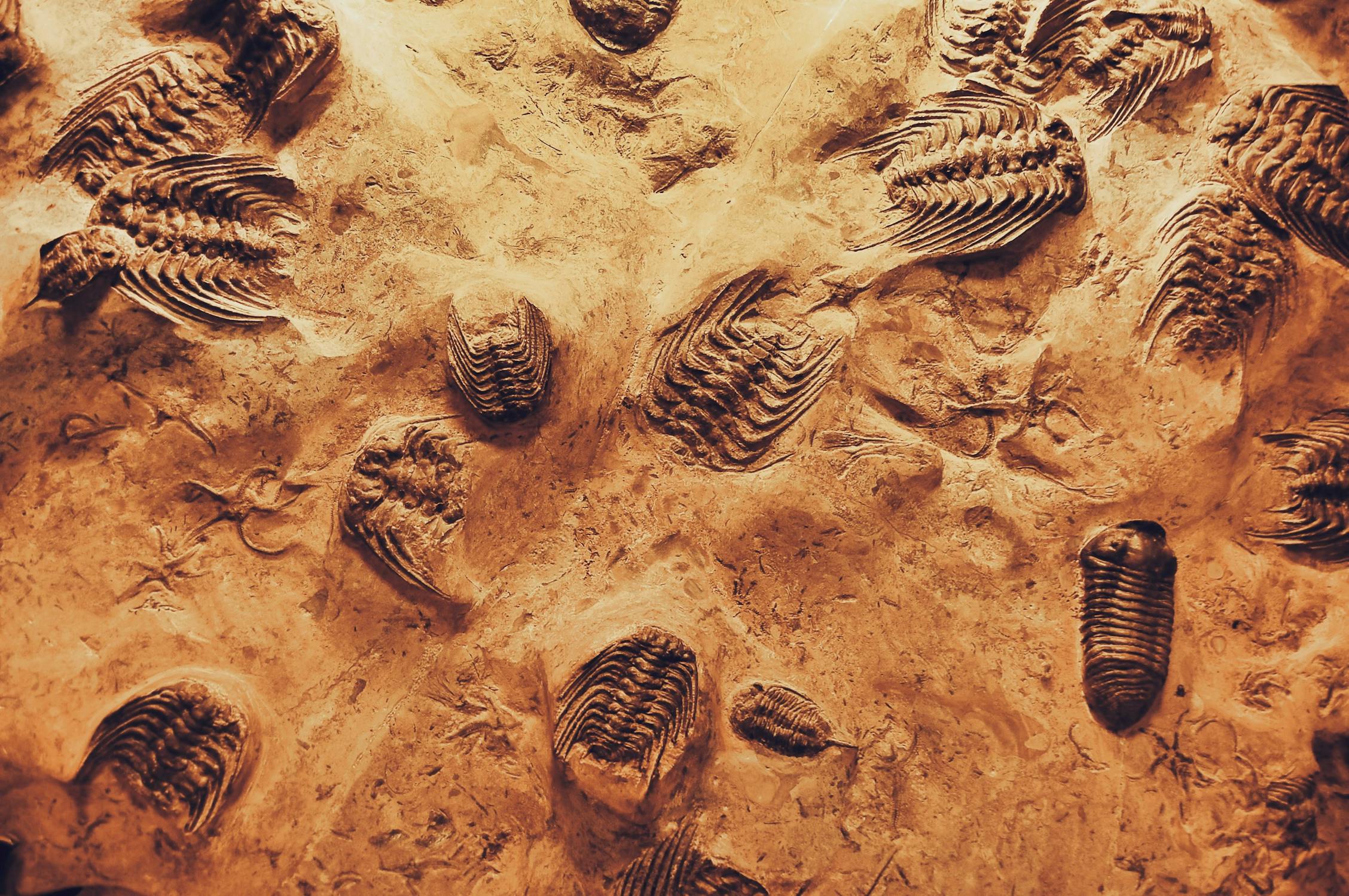  A fossilized rock slab containing multiple fossilized trilobites, which are a type of extinct marine arthropod related to modern-day horseshoe crabs and spiders.