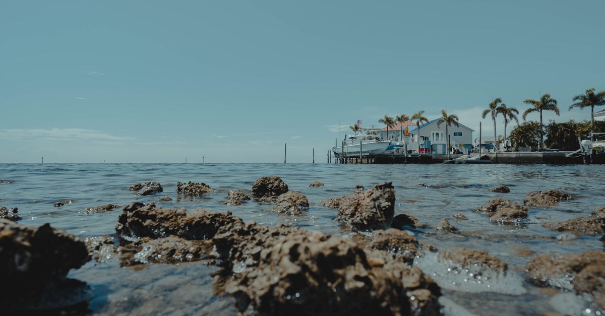 A serene beachfront scene with rocky shores and palm trees in Hudson, Florida, under a clear blue sky.