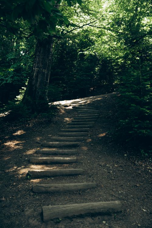 Free Tranquil forest pathway with sunlit wooden steps leading through lush greenery. Stock Photo
