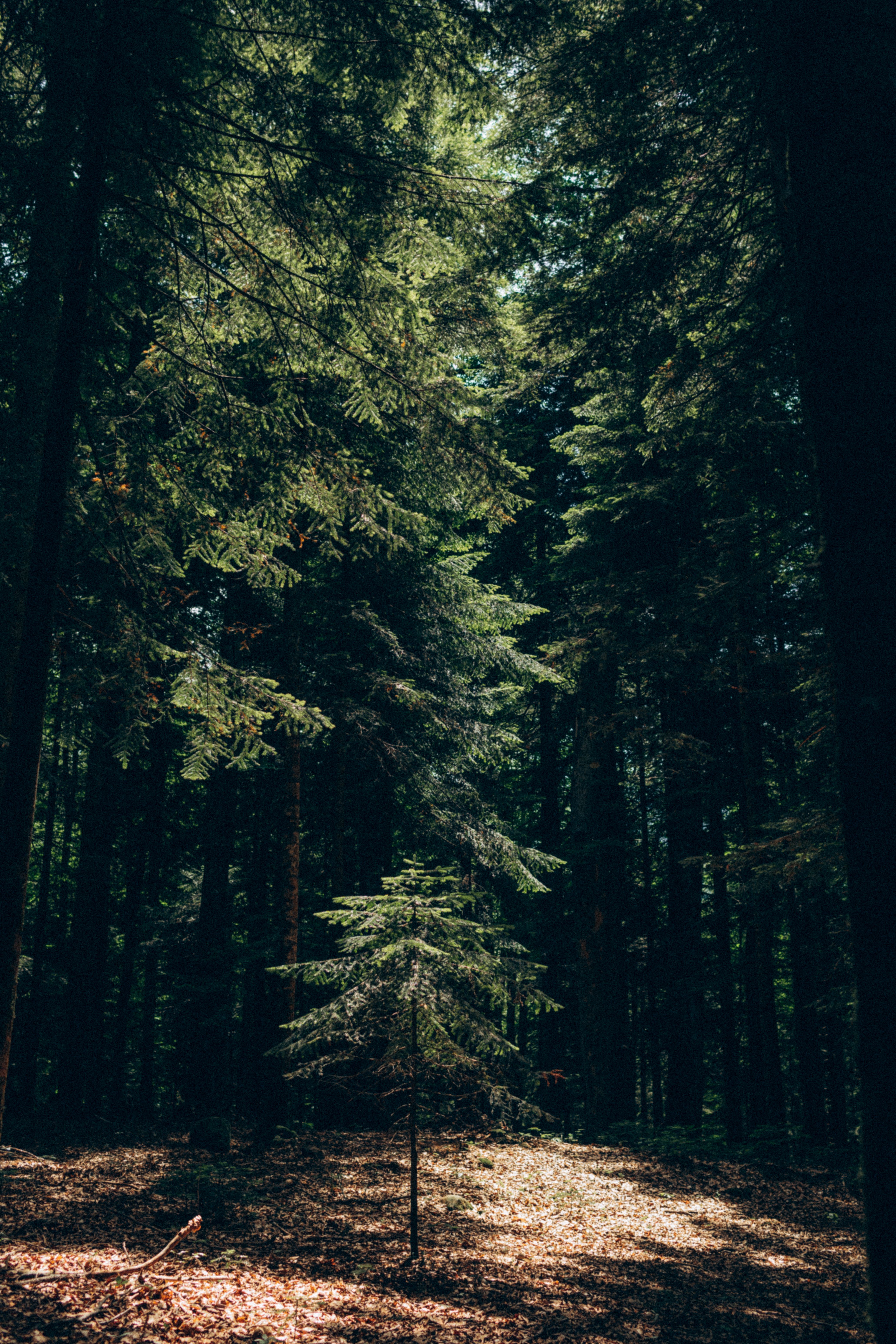 A forest with trees and a lone tree in the middle · Free Stock Photo