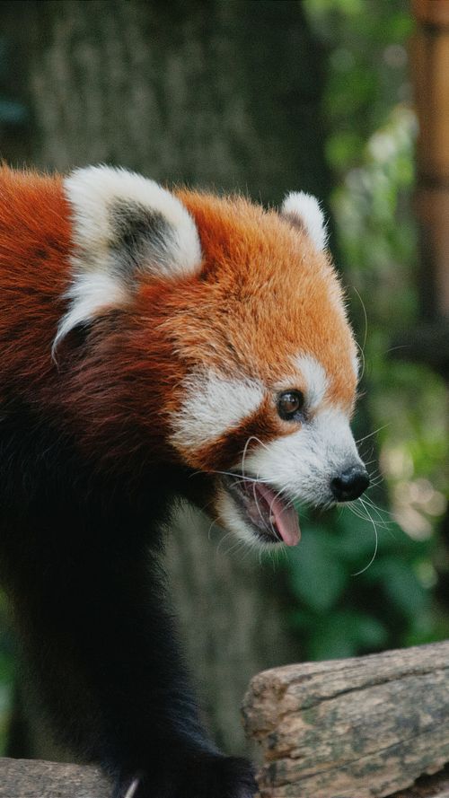 Free A vibrant red panda explores its natural surroundings in a Hungarian zoo. Stock Photo