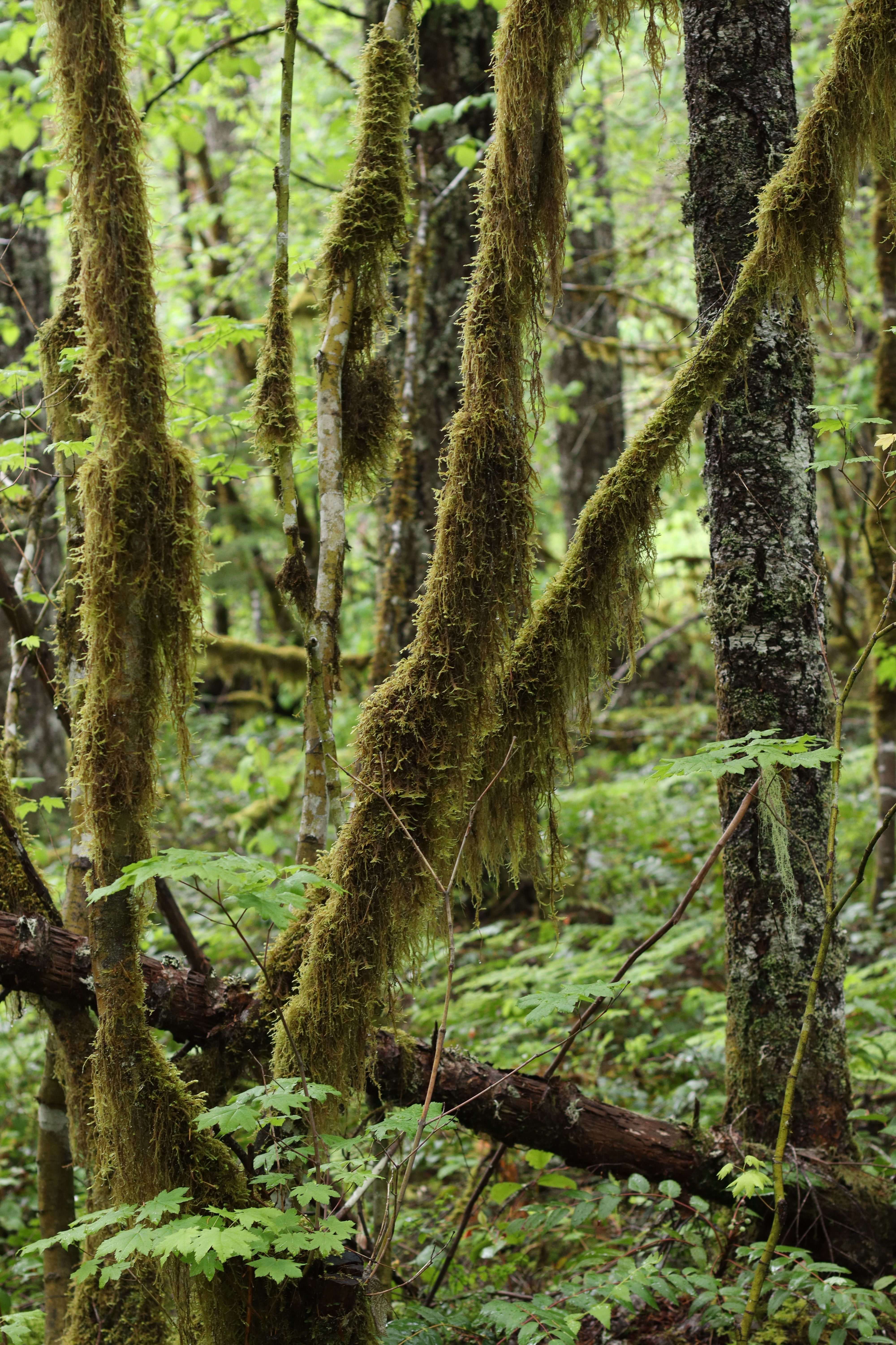 Dense forest in Olympia, WA, with lush moss draping trees, exemplifying natural beauty.. pexels, dense, forest