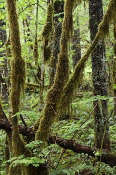Dense forest in Olympia, WA, with lush moss draping trees, exemplifying natural beauty.. pexels, dense, forest