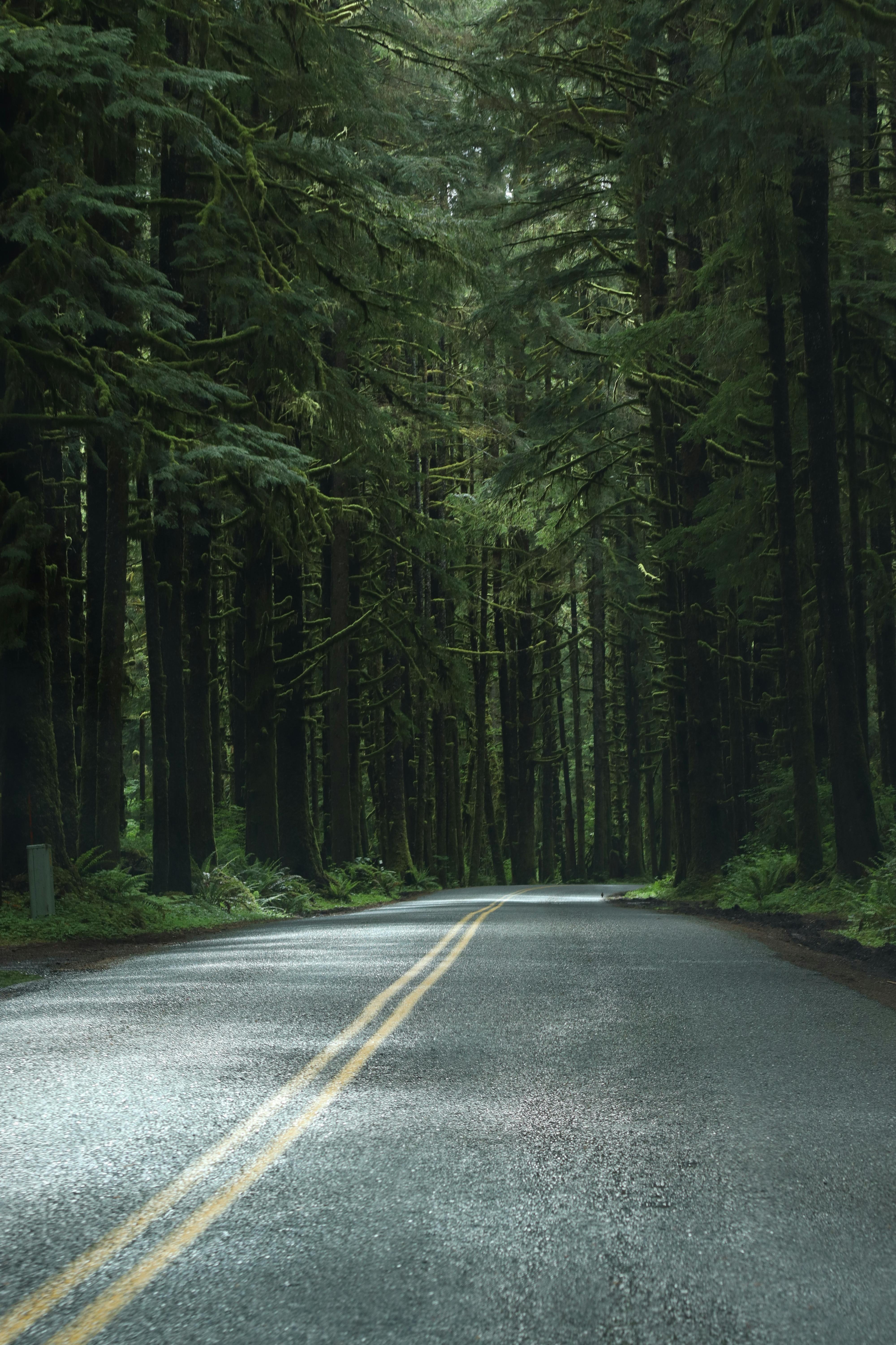 A peaceful road meanders through dense evergreen trees in a tranquil forest setting.