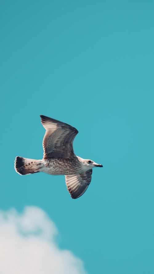 Free A seagull glides gracefully against a vibrant blue sky in İstanbul, Türkiye. Stock Photo