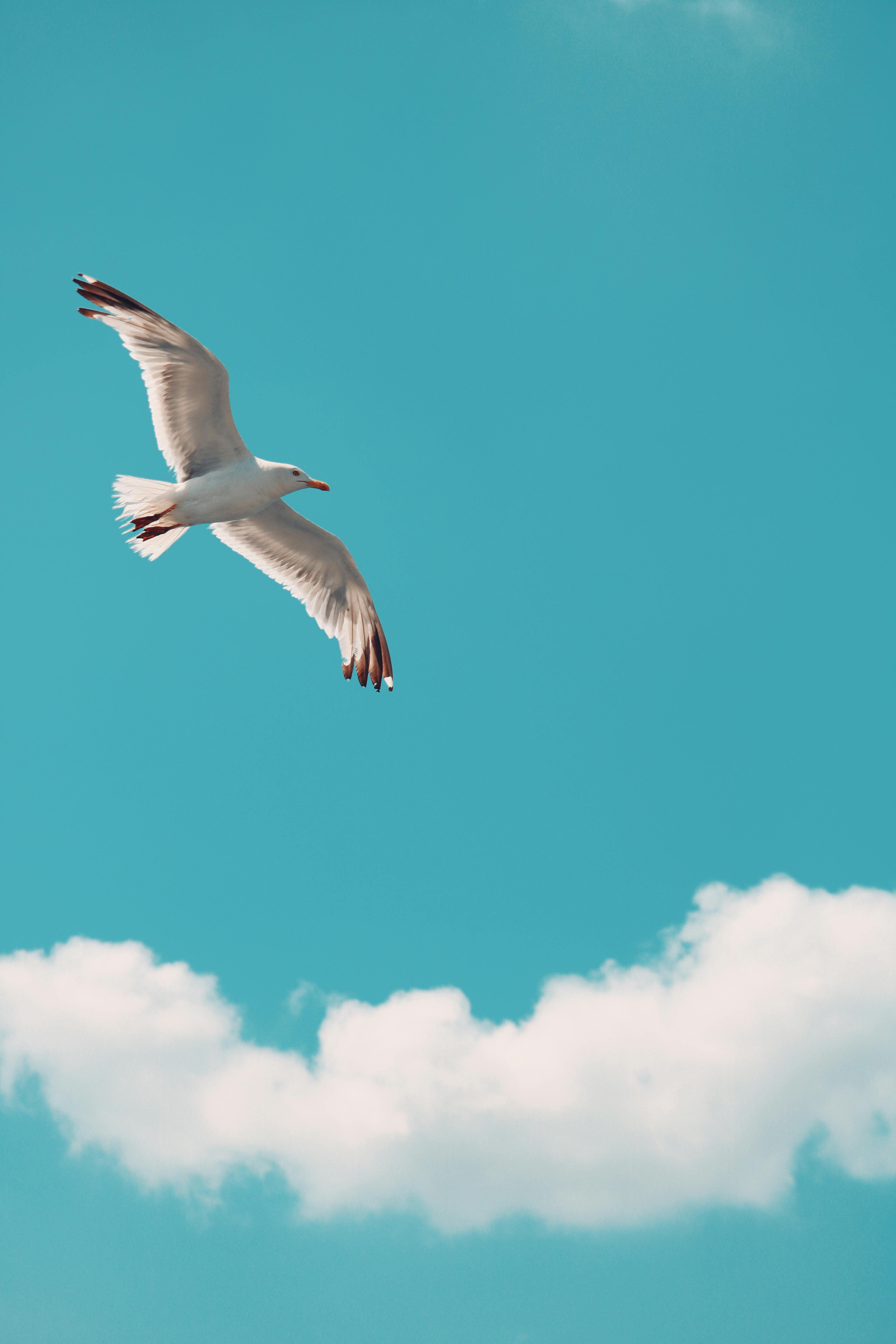 A seagull soaring high against a bright blue sky with fluffy clouds, embodying freedom and nature.