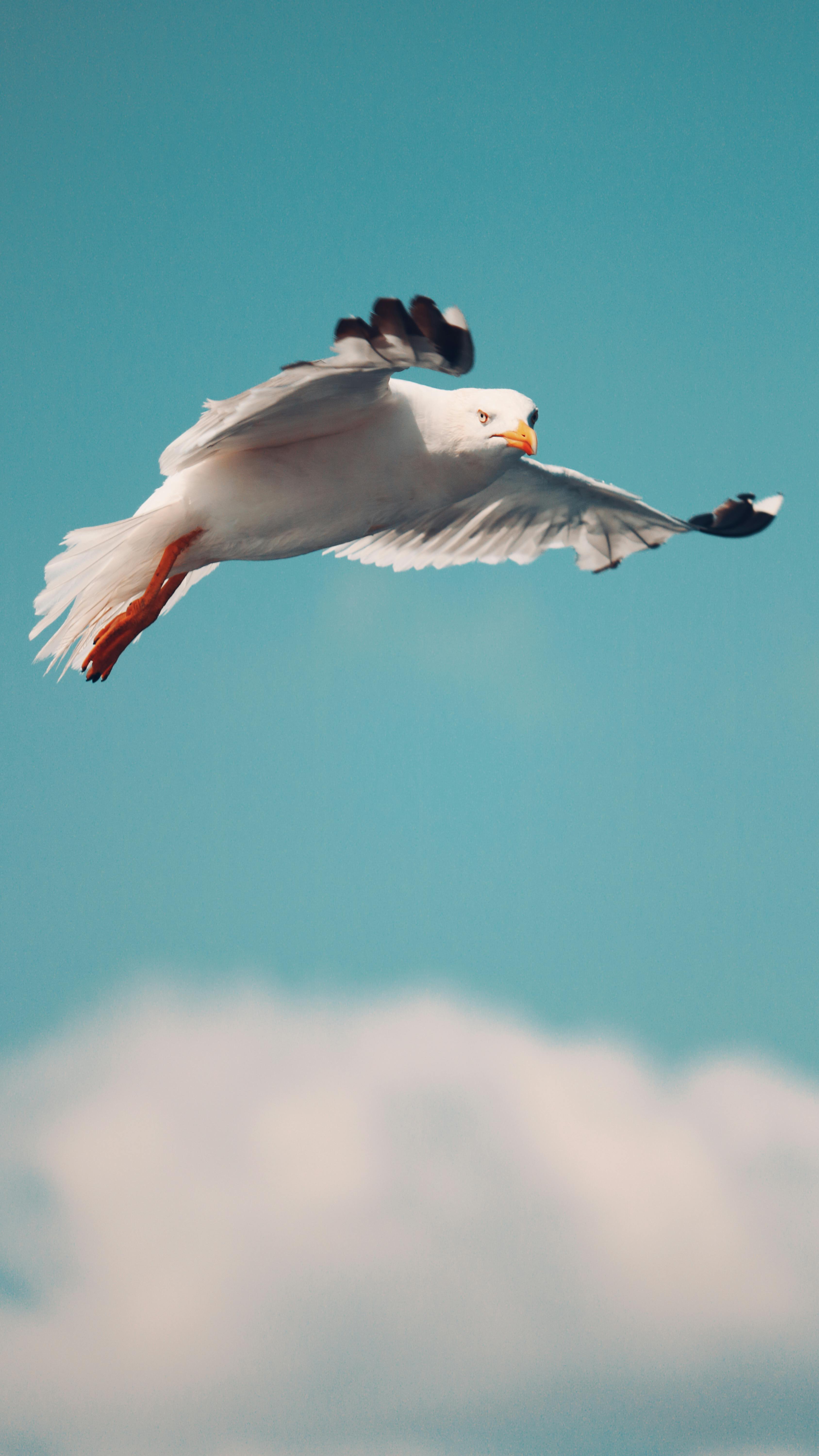 Gratis arkivbilde med beyaz martı, bosporos, catbird Arkivbilde