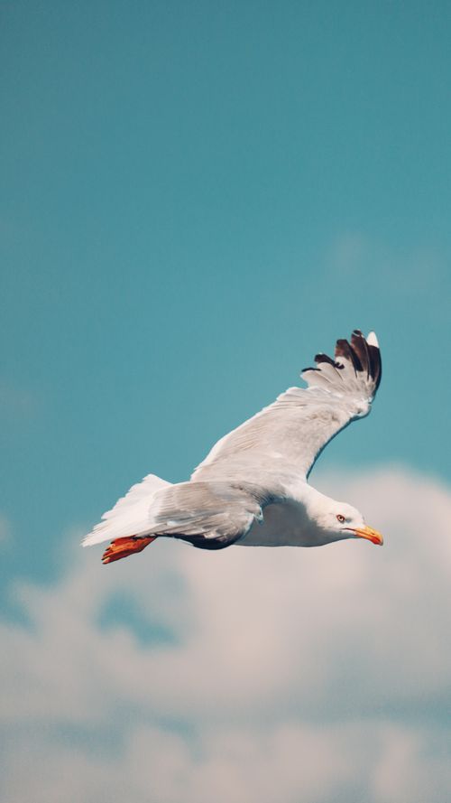 Free A graceful seagull soaring over the Bosphorus with a clear summer sky in Istanbul, Türkiye. Stock Photo