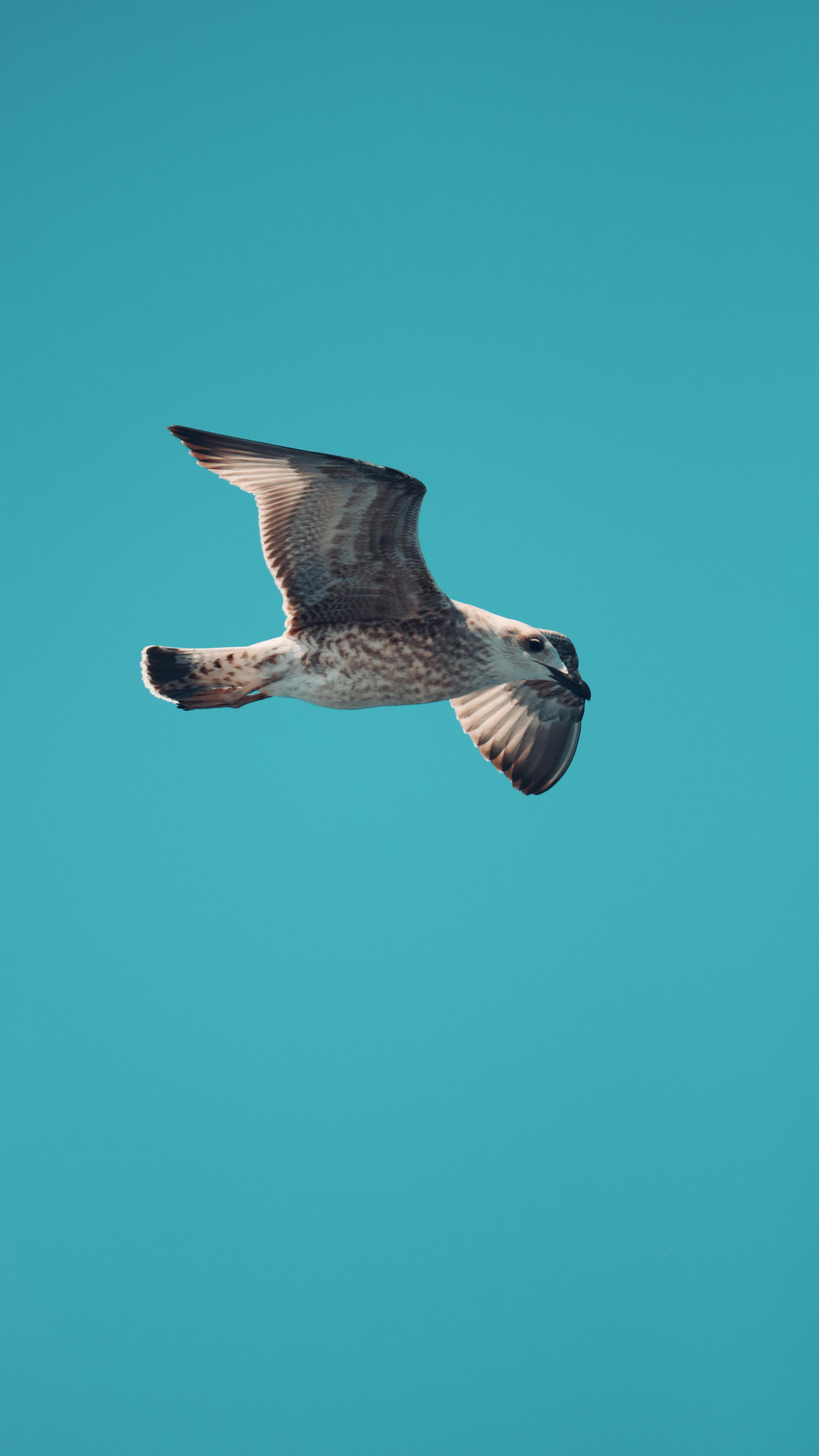A graceful seagull soaring against a bright blue sky, captured in Istanbul.
