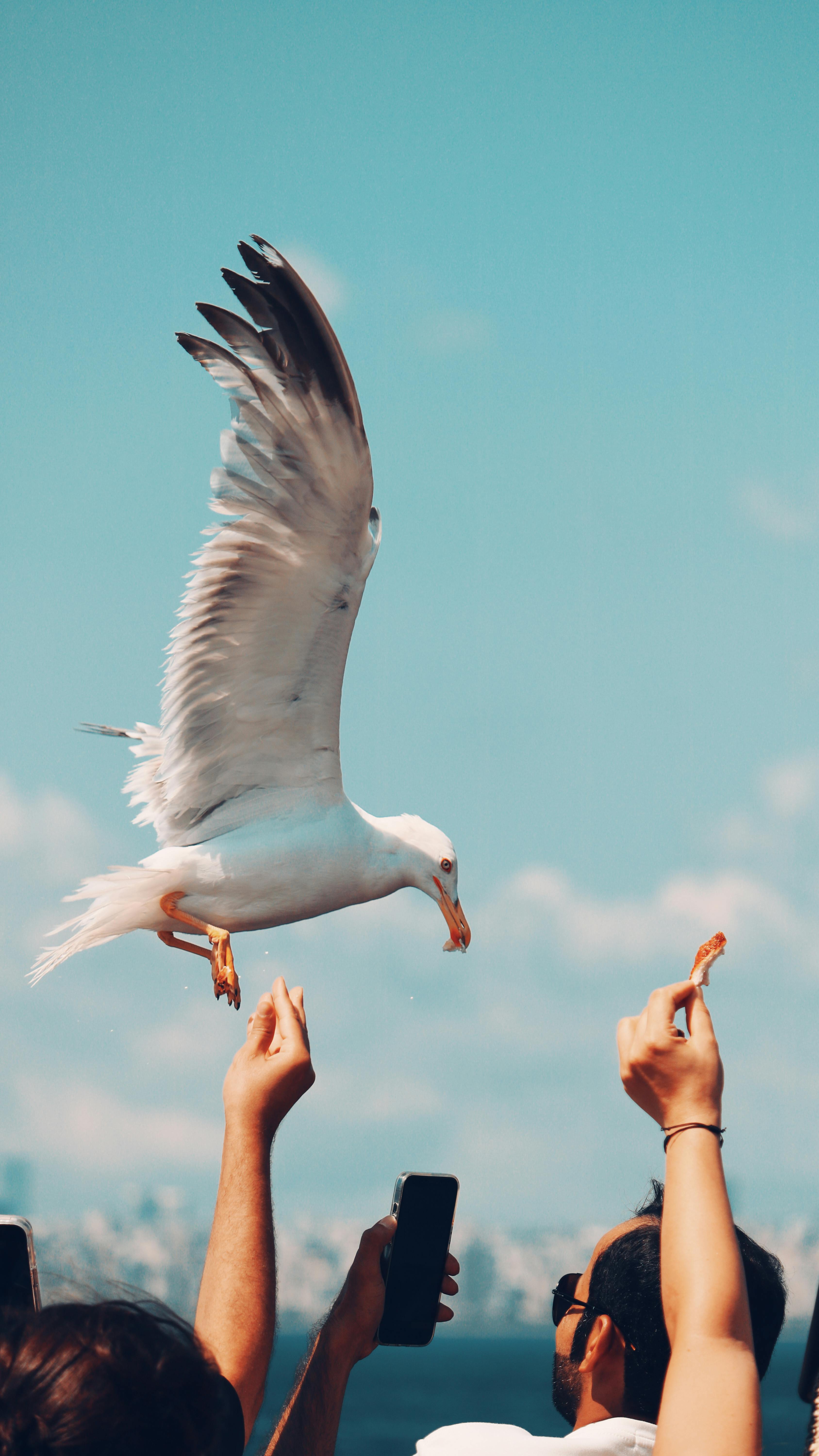 Captivating scene of a seagull feeding over the Bosphorus in Istanbul, capturing freedom and nature's beauty.