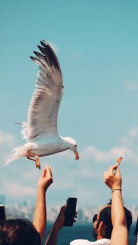 Captivating scene of a seagull feeding over the Bosphorus in Istanbul, capturing freedom and nature's beauty.