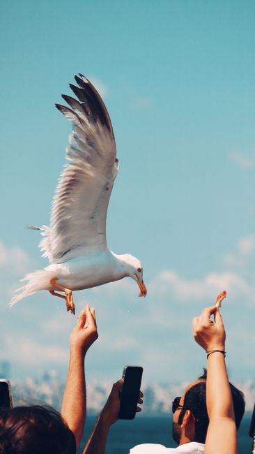 Captivating scene of a seagull feeding over the Bosphorus in Istanbul, capturing freedom and nature's beauty.