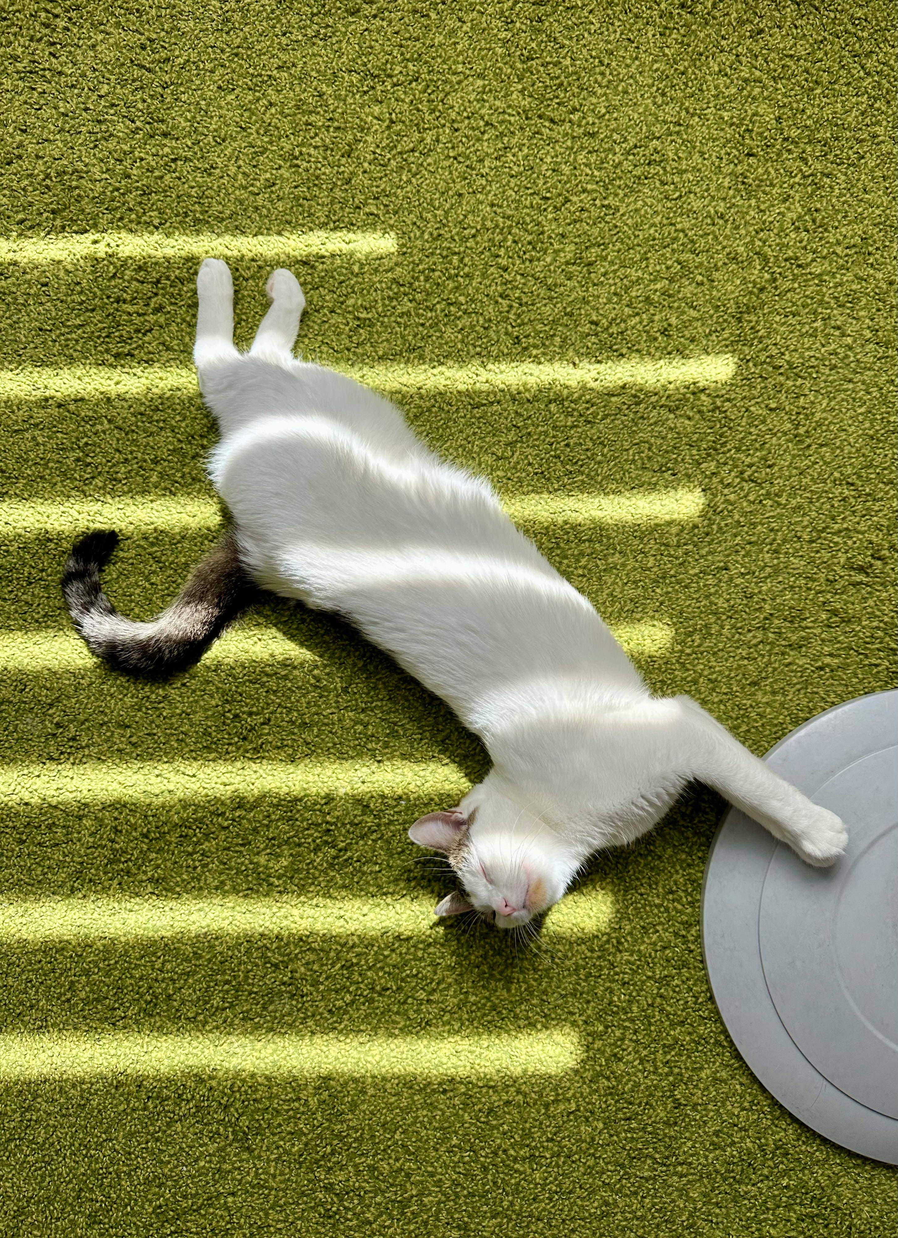 고양이의 캣닙 반응