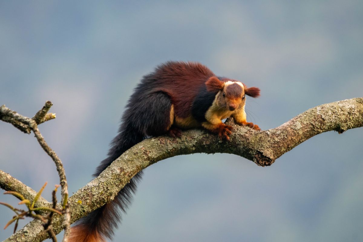Grizzled Giant Squirrel