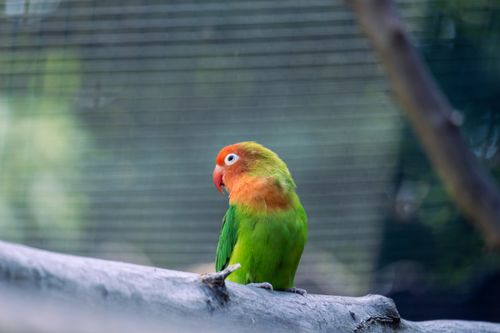 Free Charming lovebird perched on branch, displaying vivid colors in a natural setting. Stock Photo