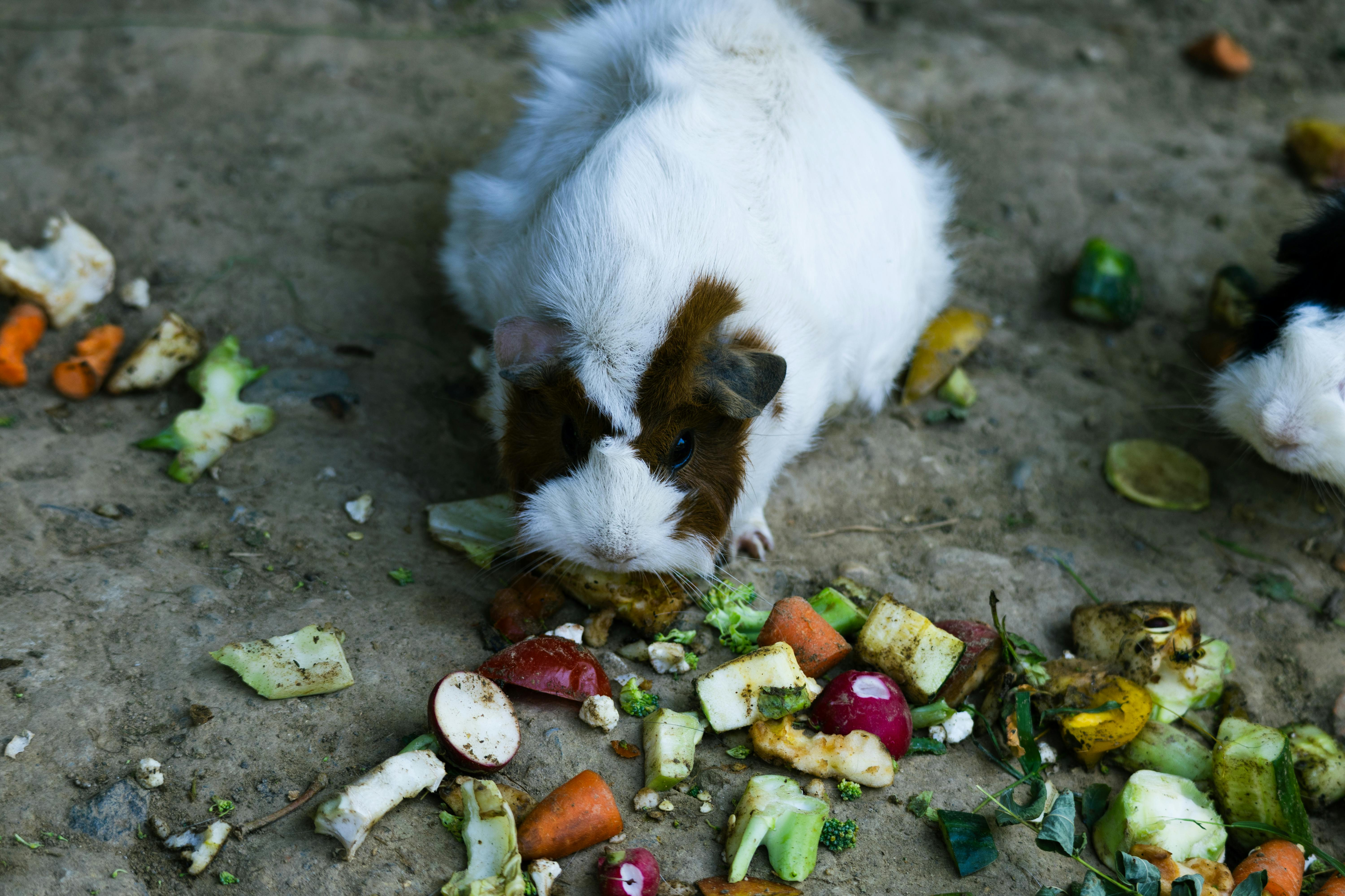 A guinea pig eating vegetables on the ground