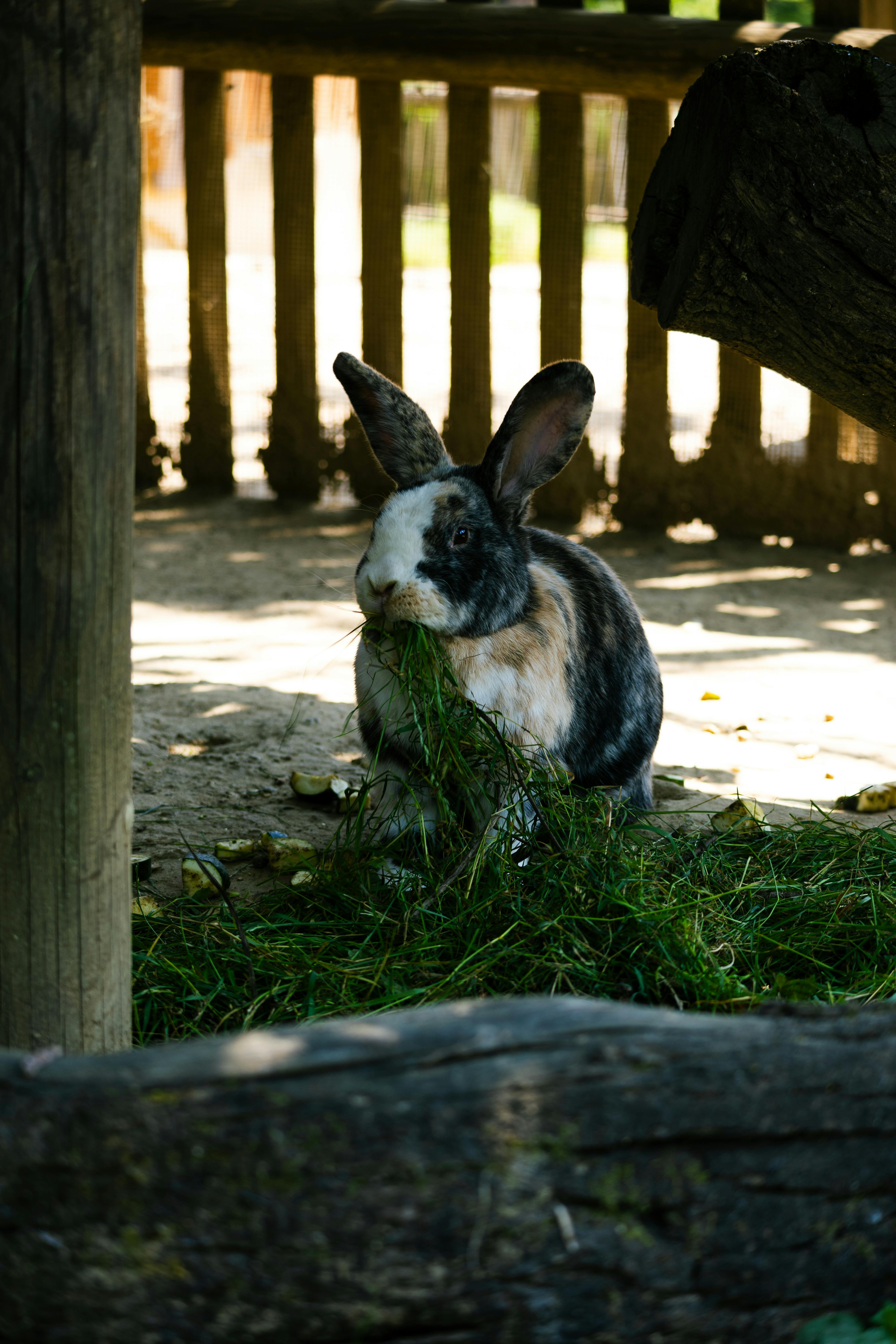 A rabbit eating grass in a wooden enclosure