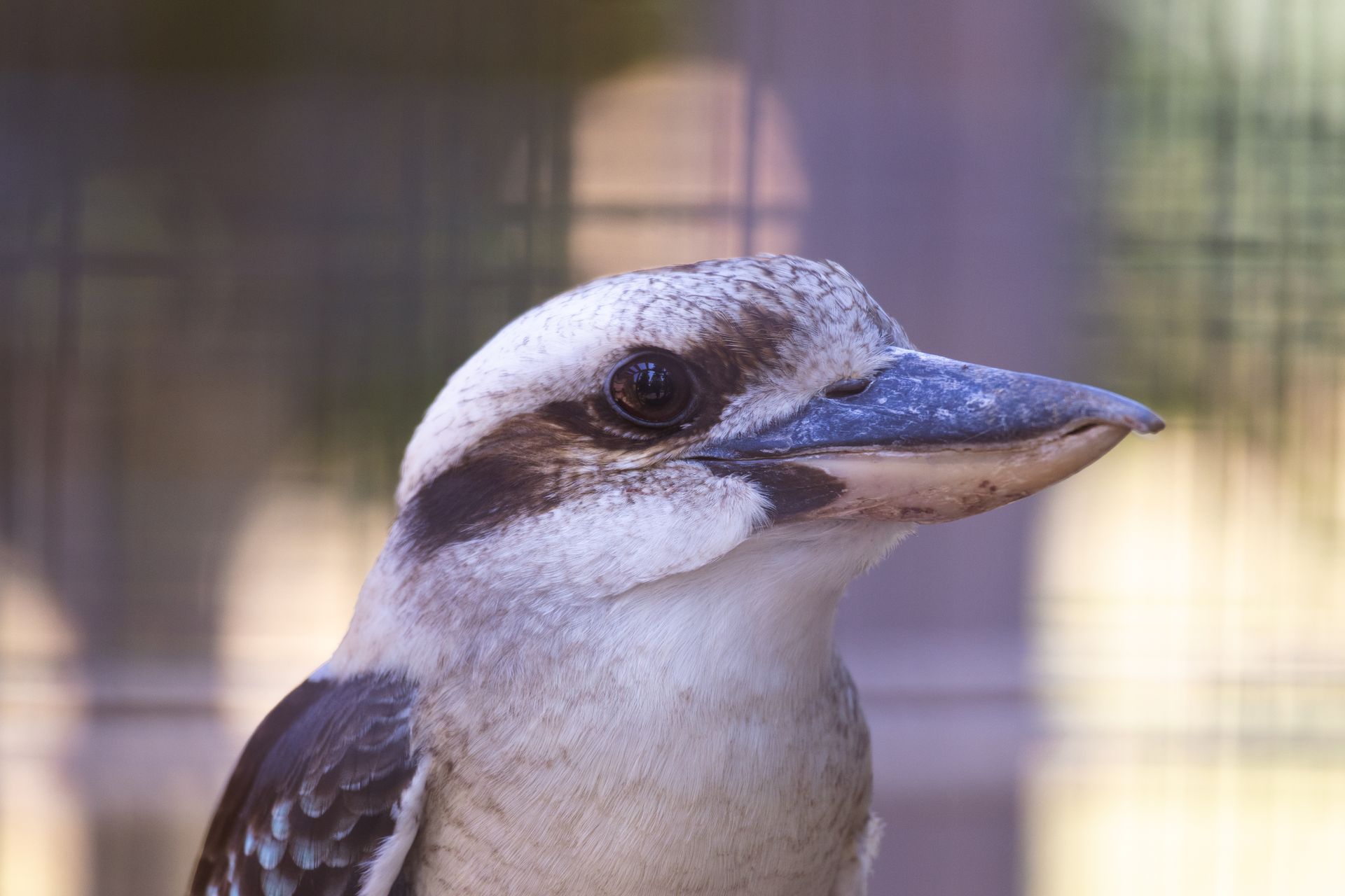 Detailed side view of a Laughing Kookaburra bird with focus on its distinctive beak and eye.