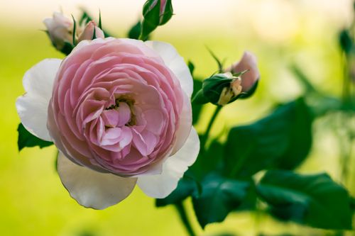 Free Close-up of a blooming pink rose with lush green leaves, perfect for romantic and floral themes. Stock Photo