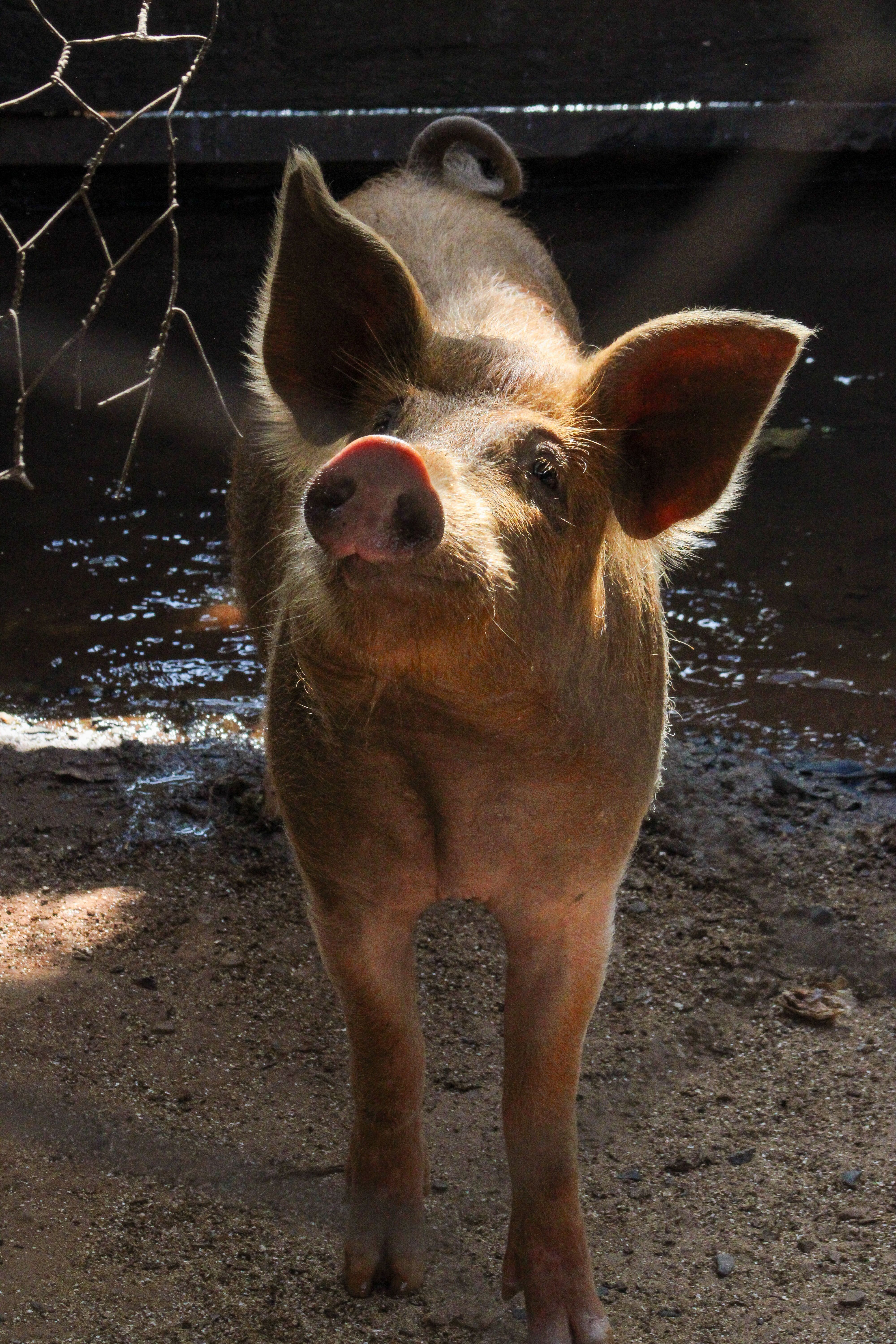 Close-up of a Domestic Pig · Free Stock Photo