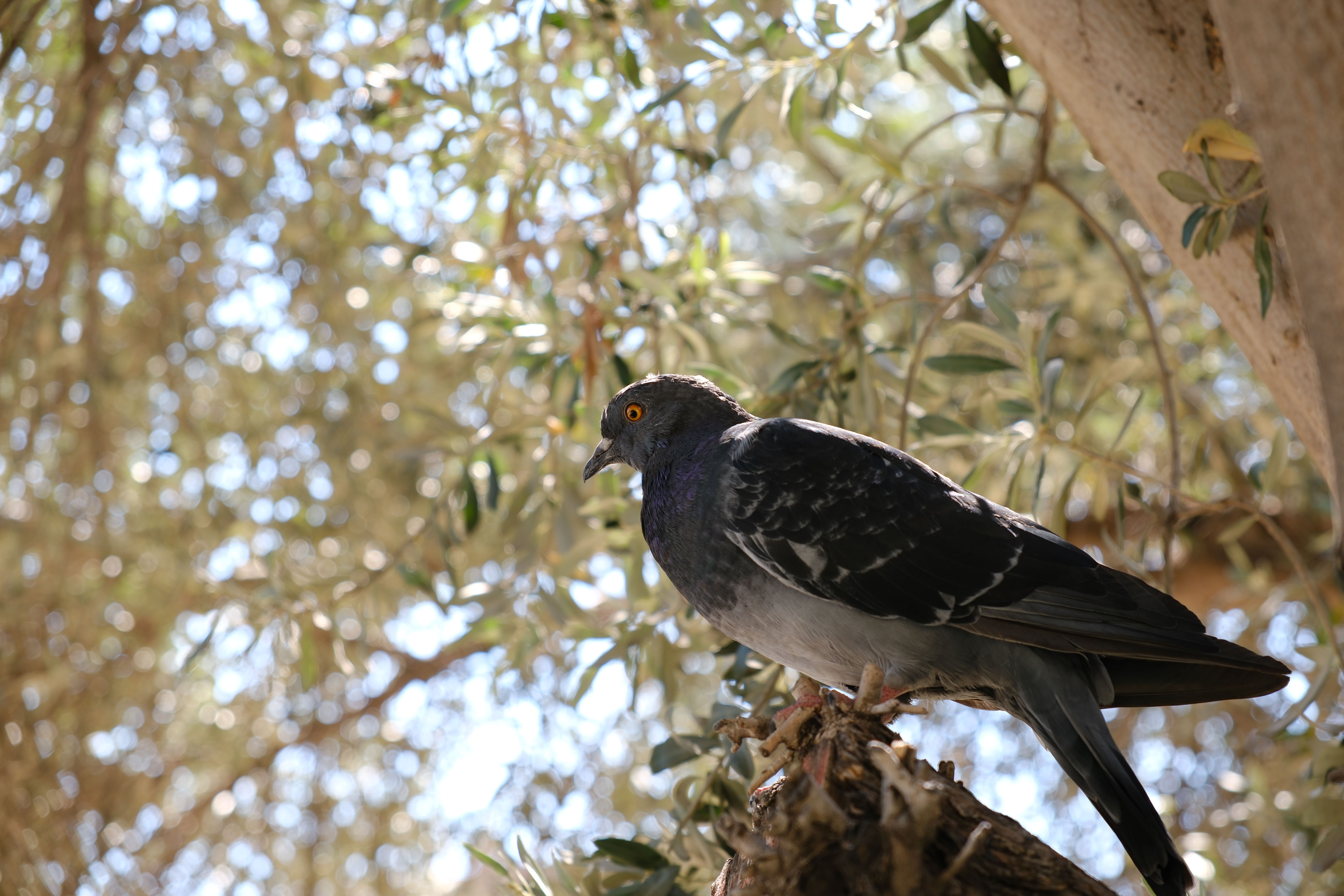A bird is perched on a tree branch · Free Stock Photo
