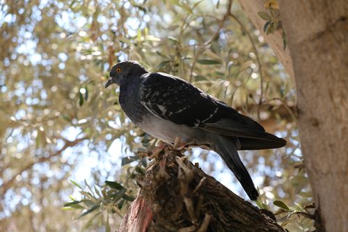 Free A close-up of a pigeon perched on a branch, surrounded by lush green leaves and sunlight. Stock Photo