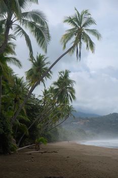 Experience a serene tropical beach with iconic palm trees in Uvita, Costa Rica.