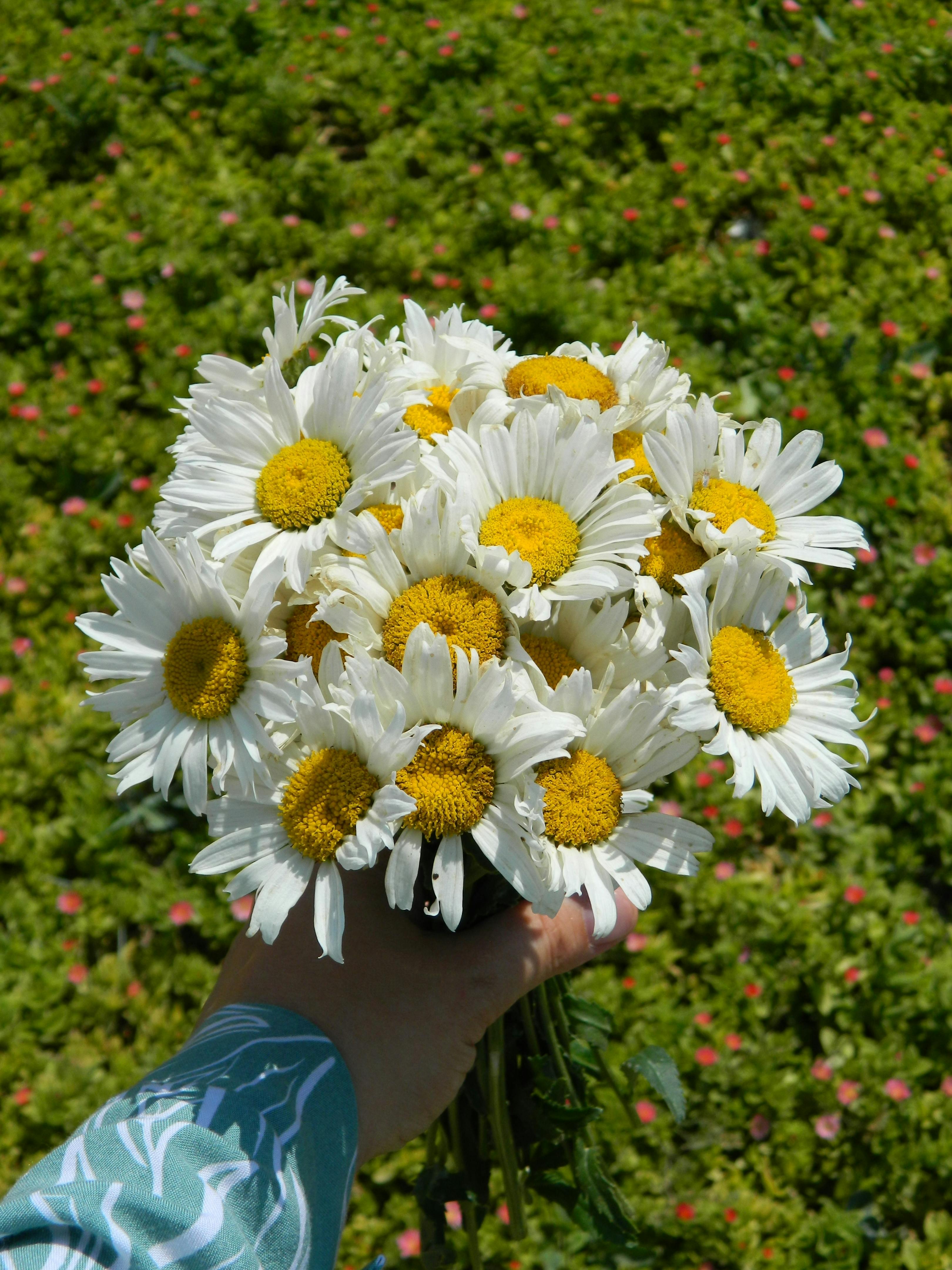 A person holding a bouquet of white and yellow daisies