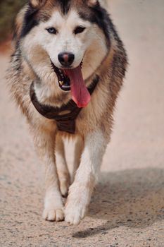 Siberian Husky with pink tongue out enjoys a walk outdoors.