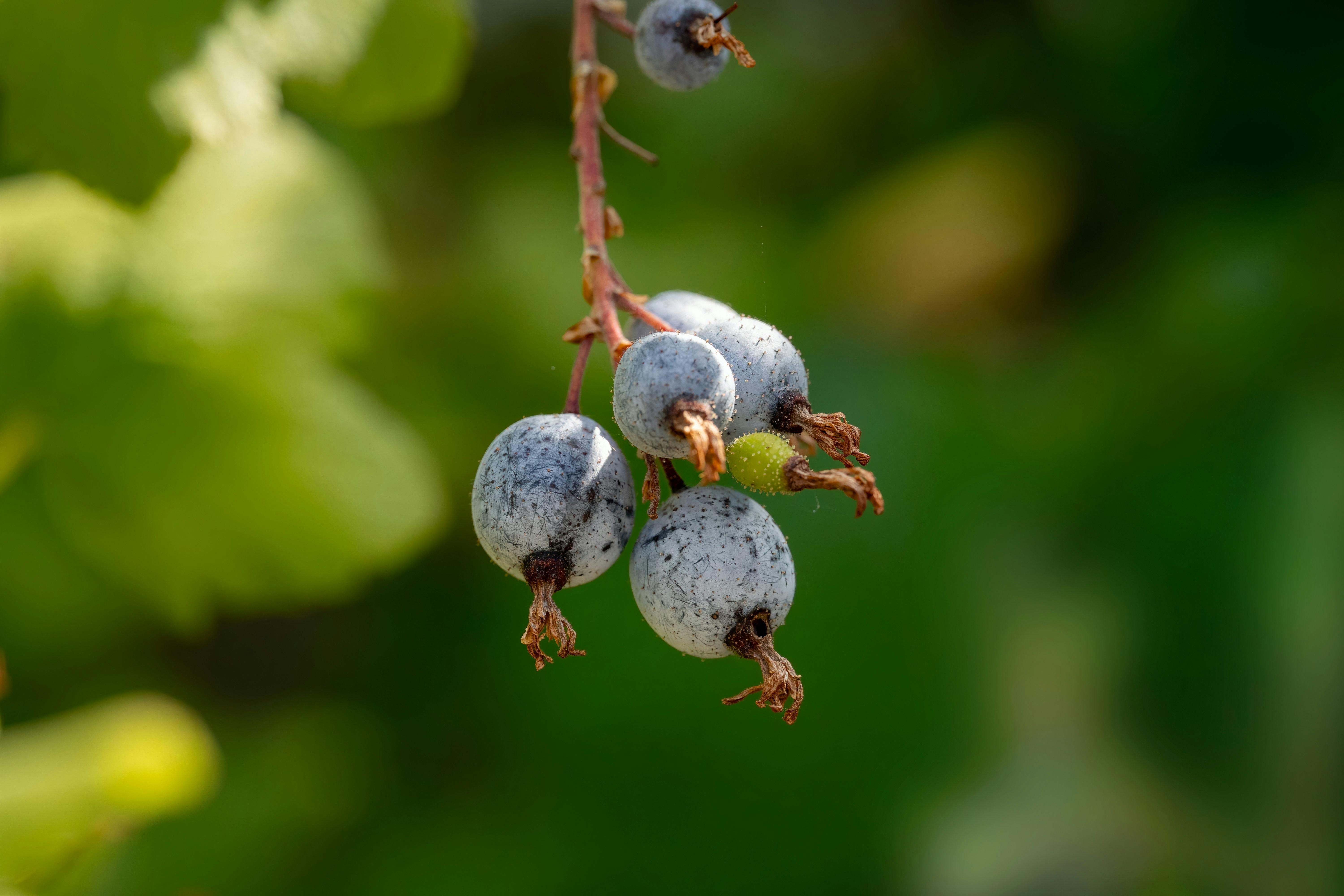 Setos Frutales Comestibles: Diseño, Selección de Especies y Manejo Sostenible