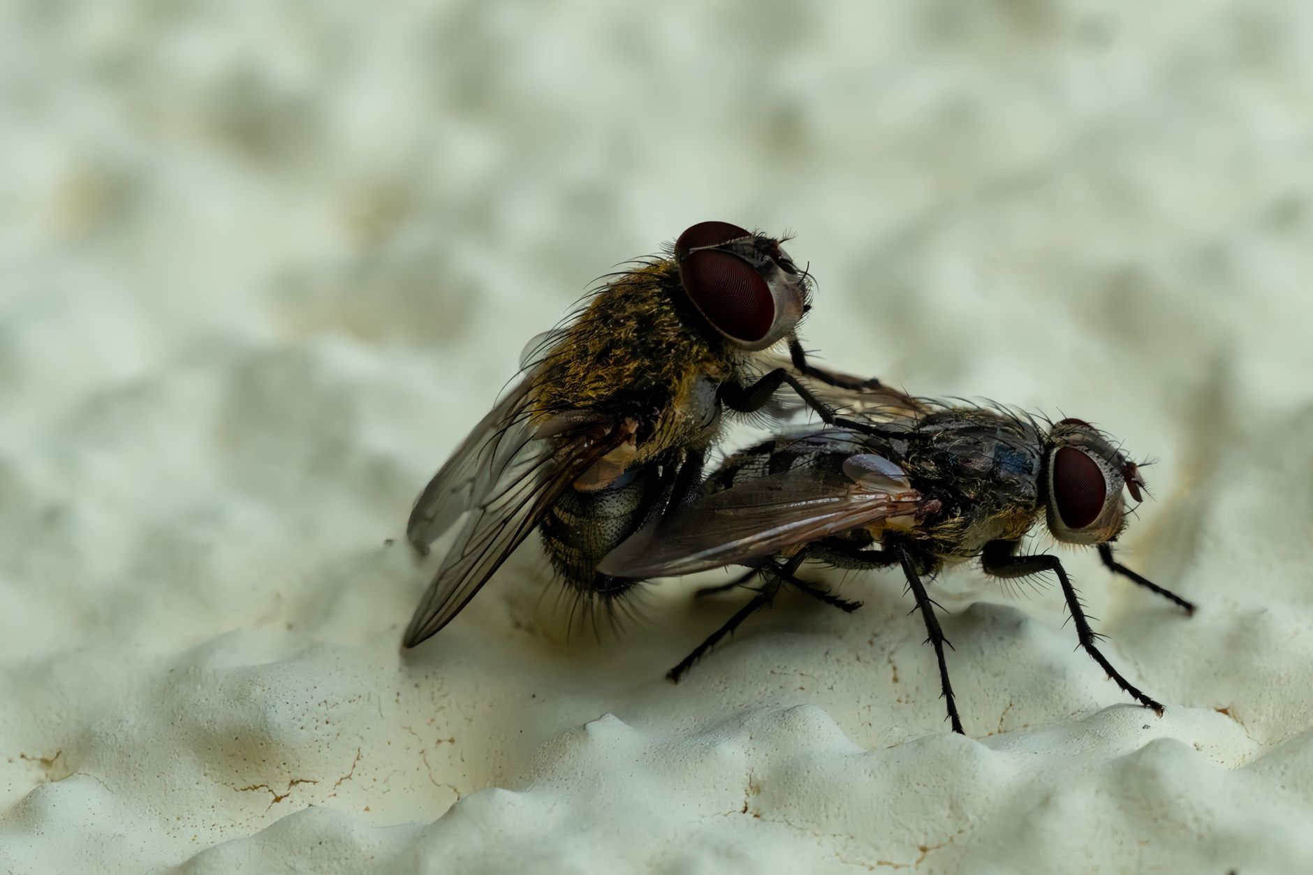 Close-up image showing two flies mating, highlighting insect behavior and details.