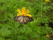 Glassy Tiger Perching on a Yellow Flower