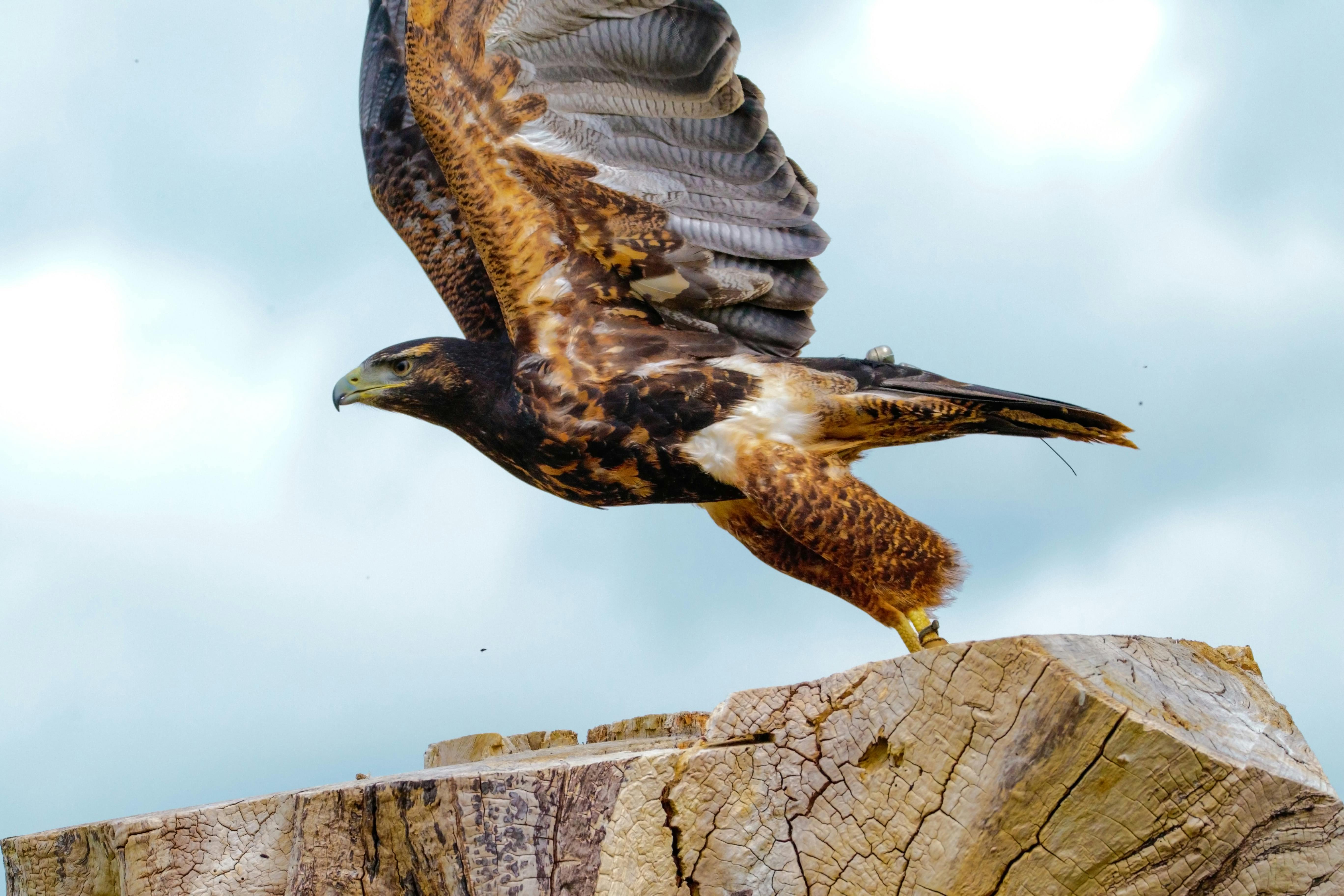 22++ Burung pemangsa ikan terbaru