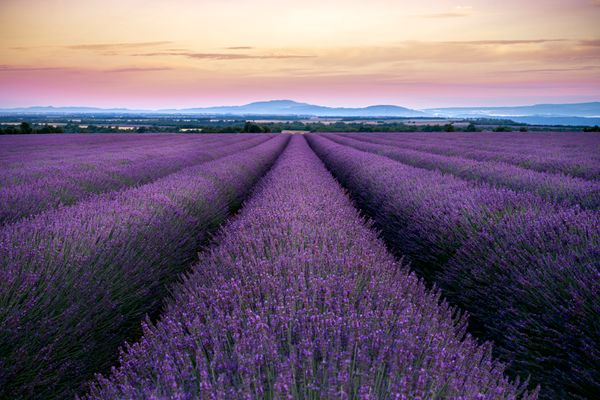 Lavender Fields at Sunset jigsaw puzzle