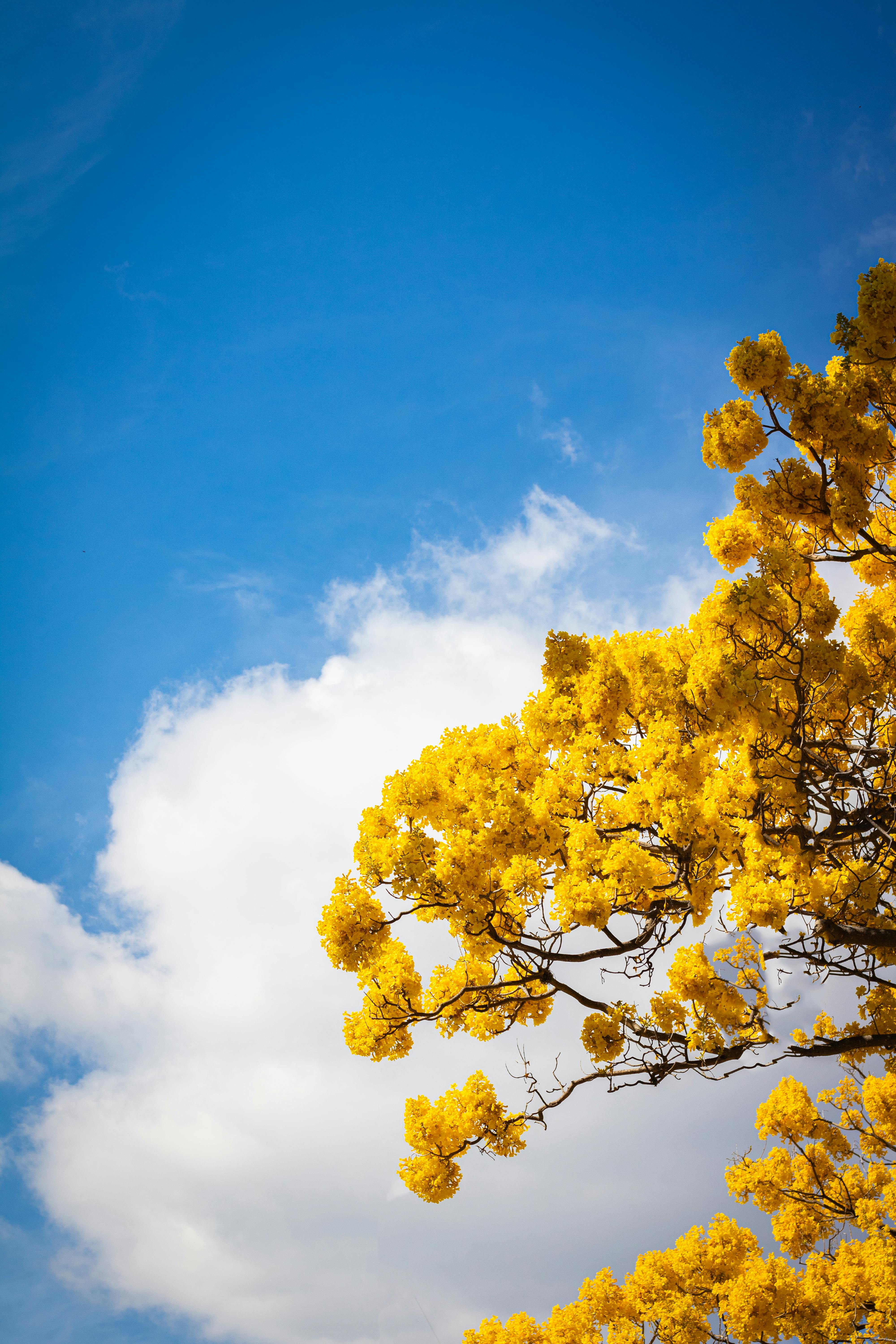 A bright, sunny image of vibrant yellow flowers on a tree set against a clear blue sky.