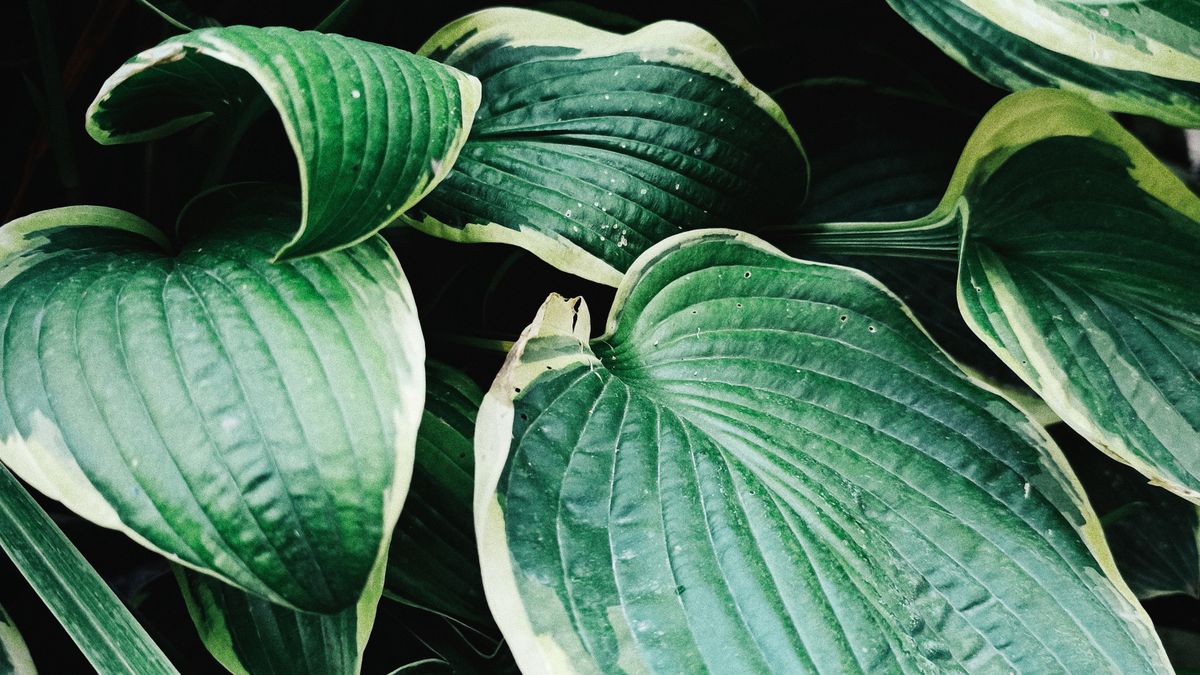 Créer un jardin dombre avec des plantes adaptées à Angers - illustration