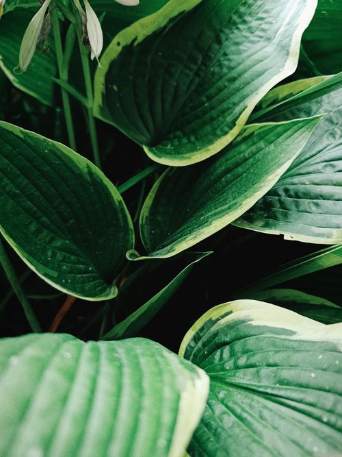 Free Close-up view of lush green hosta leaves with variegated edges and prominent veins. Stock Photo